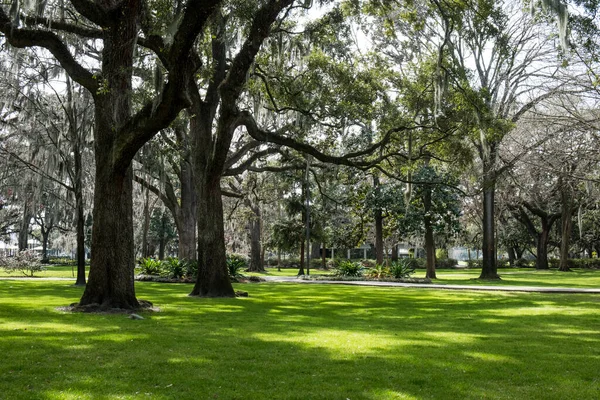 Green Spring Park Fresh Grass Trees Palms Beautiful Nature Background — Stock Photo, Image