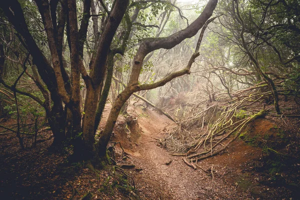 Caminho Através Uma Floresta Escura Paisagem Florestas Nebulosas — Fotografia de Stock