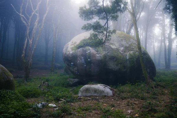 Prachtig Mystiek Bos Een Zomerochtend Landschap Met Pad Dromerig Mistig — Stockfoto