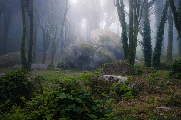 Beautiful Mystical Forest Summer Morning Scenery Path Dreamy Foggy Forest — Stock Photo, Image