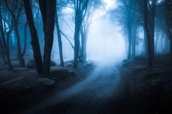 Bosque Niebla Oscura Camino Través Ella Bosques Silvestres Naturaleza Fondo — Foto de Stock