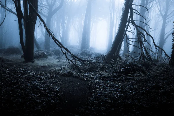 Temný Mlhavý Les Cesta Skrz Něj Divoké Lesní Příroda Pozadí — Stock fotografie