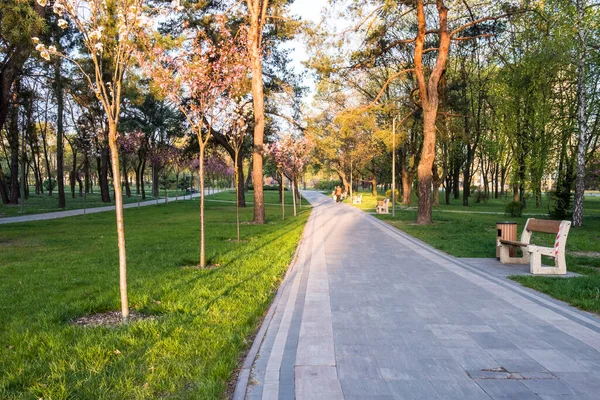 Ağaçlı Yeşil Çimenli Güneşli Yaz Parkı — Stok fotoğraf