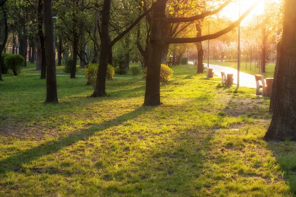 Ensolarado Parque Verão Com Árvores Grama Verde — Fotografia de Stock