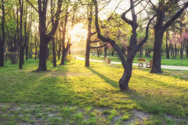 Ağaçlı Yeşil Çimenli Güneşli Yaz Parkı — Stok fotoğraf