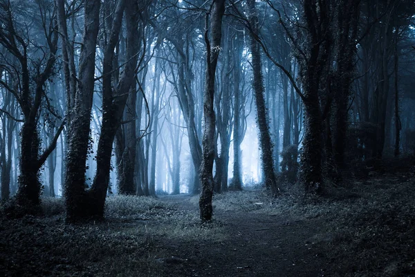 Donker Mistig Bos Pad Erdoorheen Wilde Bossen Natuur Achtergrond Stockfoto