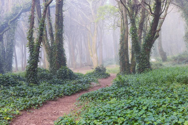 Wunderschöner Mystischer Wald Einem Sommermorgen Landschaft Mit Pfad Verträumten Nebelwald Stockfoto