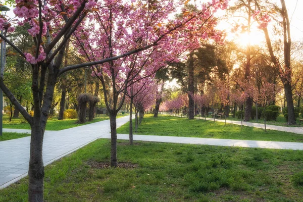 Zonnig Zomerpark Met Bomen Groen Gras Rechtenvrije Stockfoto's