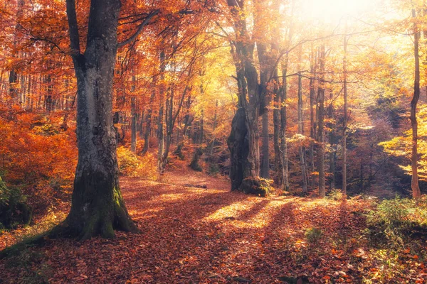 Autumn Forest Nature Vivid Morning Colorful Forest Sun Rays Branches — Stock Photo, Image
