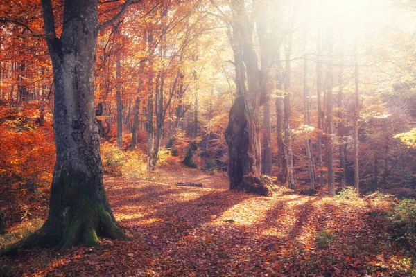 秋天的森林自然 灿烂的早晨 在五彩斑斓的森林里 阳光穿过树枝 阳光下的自然景观 — 图库照片