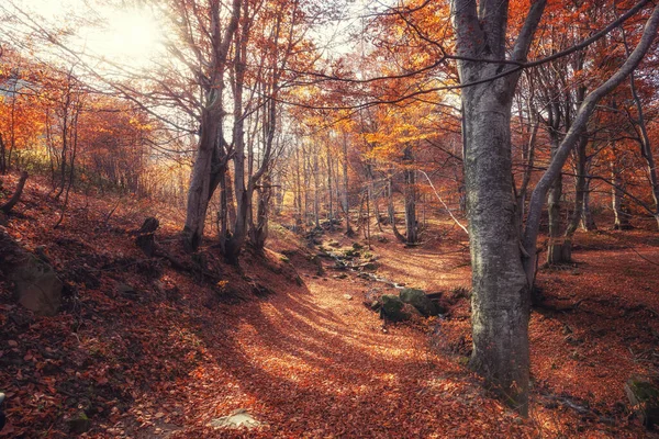 Forêt Automne Nature Matin Vif Dans Une Forêt Colorée Avec — Photo