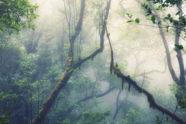 Selvas Tropicais Profundas Sudeste Asiático Primavera — Fotografia de Stock