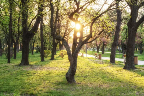 Zonnig Zomerpark Met Bomen Groen Gras — Stockfoto