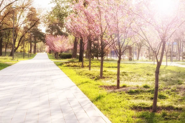 Ağaçlı Yeşil Çimenli Güneşli Yaz Parkı — Stok fotoğraf