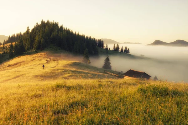 Sommer Sonnige Morgenlandschaft Den Bergen Sonnenaufgang Naturschönheit Welt — Stockfoto