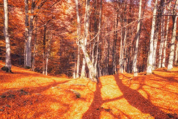 Lever Soleil Dans Forêt Automne Lumineux Automne Doré Paysage Nature — Photo