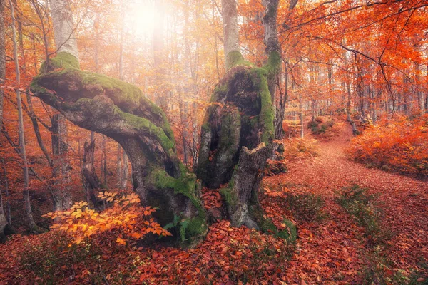 Napkelte Őszi Erdőben Fényes Arany Ősz Természet Táj — Stock Fotó
