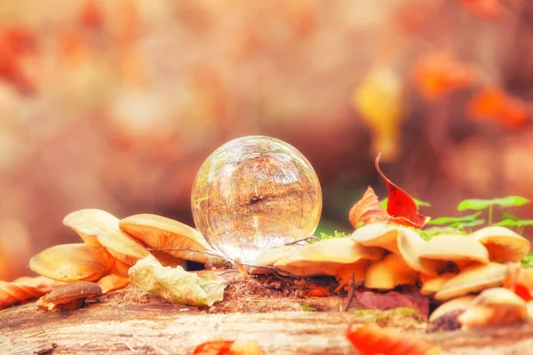 Crystal Ball Autumn Leaves Sunny Woodland — Stock Photo, Image