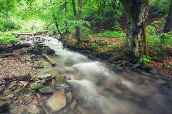 Rivière Dans Forêt Vert Forêt Été Ruisseau — Photo