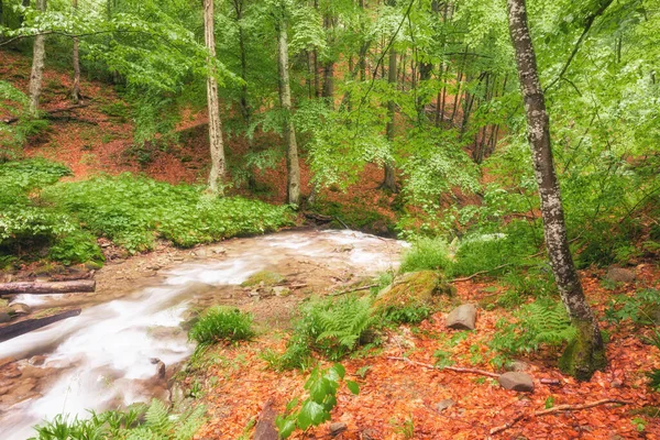 Річка Лісі Зелений Літній Ліс Струмок — стокове фото