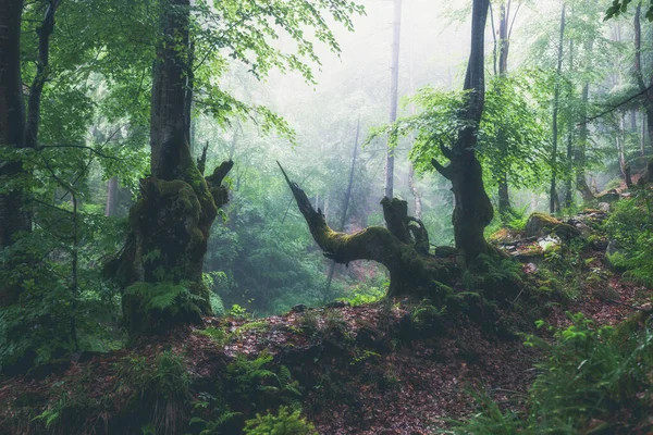 Grön Sommarskog Dimmig Regnig Dag Skoglig Natur — Stockfoto