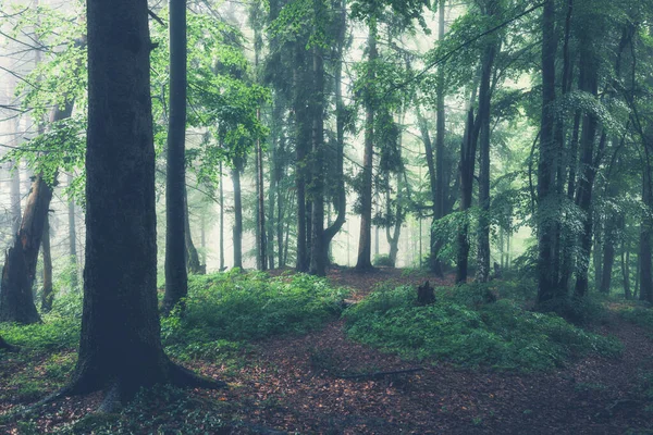 Grön Sommarskog Dimmig Regnig Dag Skoglig Natur — Stockfoto