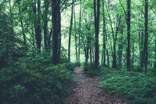 多雾的雨天 绿色的夏季森林 林地性质 — 图库照片