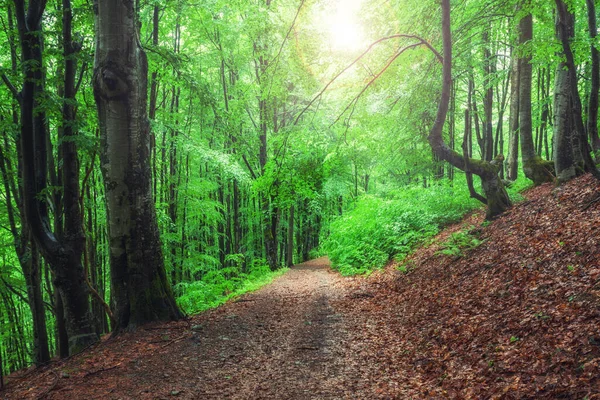 自然树 有阳光背景的森林中的路径 — 图库照片