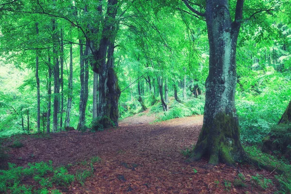 Yağmurlu Bir Günde Yeşil Yaz Ormanı Orman Doğası — Stok fotoğraf