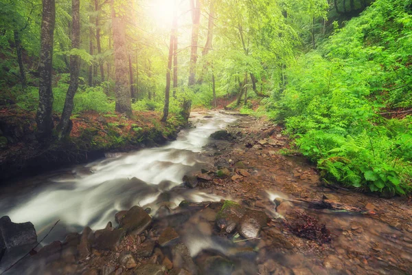 Ormandaki Nehir Yeşil Yaz Ormanlık Deresi — Stok fotoğraf