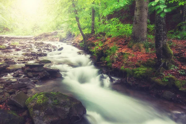 森の中の川 緑の夏の森と小川 — ストック写真