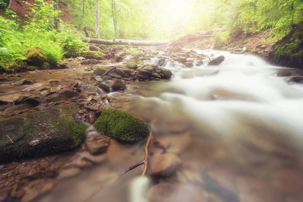 Ormandaki Nehir Yeşil Yaz Ormanlık Deresi — Stok fotoğraf