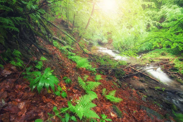 Rivière Dans Forêt Vert Forêt Été Ruisseau — Photo