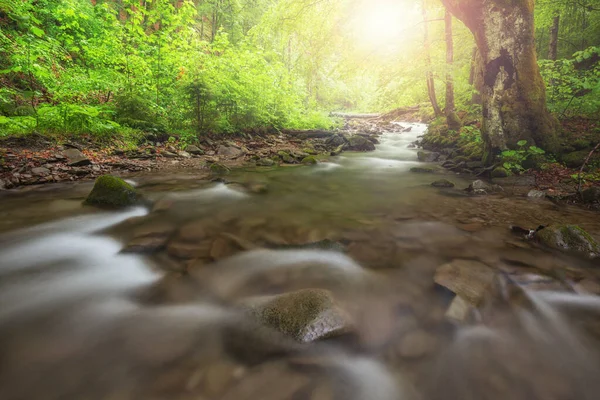 Ormandaki Nehir Yeşil Yaz Ormanlık Deresi — Stok fotoğraf