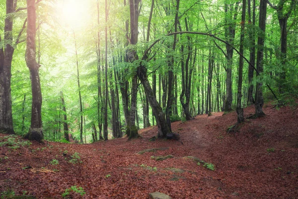 Árvore Natural Caminho Floresta Com Fundos Luz Solar — Fotografia de Stock
