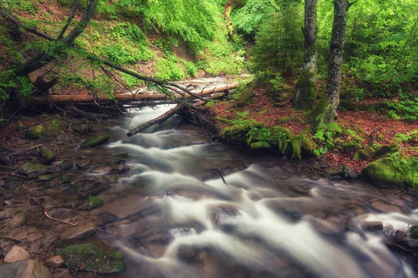 숲 속의 강. 푸른 여름 숲 과 개울 로열티 프리 스톡 사진