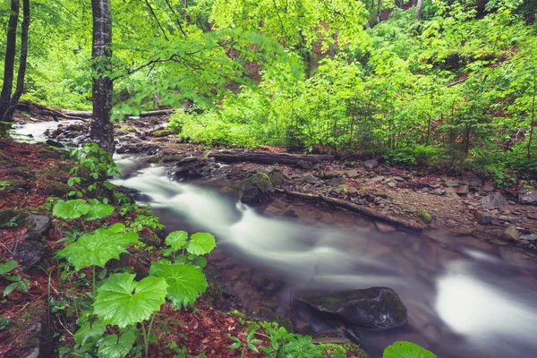 Rivier Het Bos Groene Zomer Bos Kreek Stockafbeelding