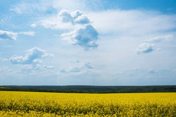Magnificent Views Endless Canola Field Sunny Day White Fluffy Clouds — Stock Photo, Image