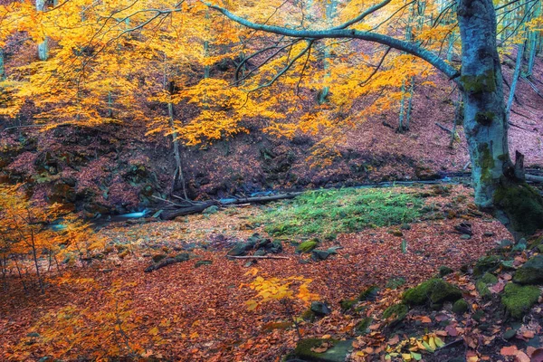 Prachtig Bos Met Kreek Een Gouden Herfstnatuur Schoonheidswereld Van Herfst — Stockfoto