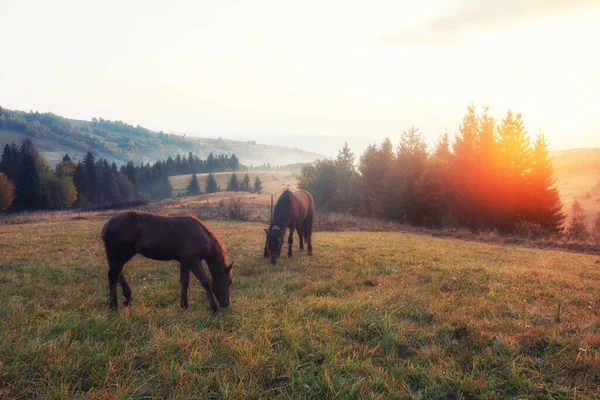 Koně Ranní Mlze Pastvinách Nad Podzimní Venkovskou Krajinou — Stock fotografie