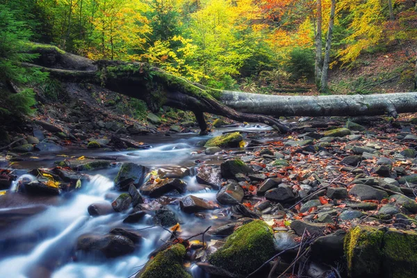 Schöner Wald Mit Bach Einer Goldenen Herbstnatur Schönheit Welt Des — Stockfoto