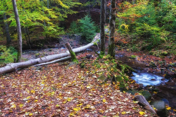 Belle Forêt Avec Ruisseau Dans Une Nature Automne Dorée Beauté — Photo