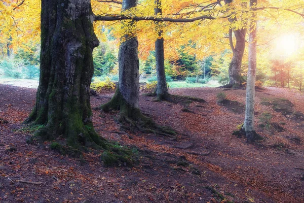 Zonsopgang Het Herfstbos Heldere Gouden Herfst Natuur Landschap — Stockfoto