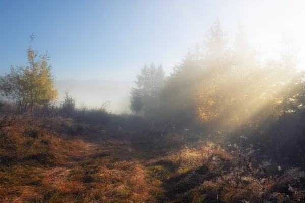 Rayos Sol Través Los Bosques Niebla Otoño Hermoso Día Otoño —  Fotos de Stock