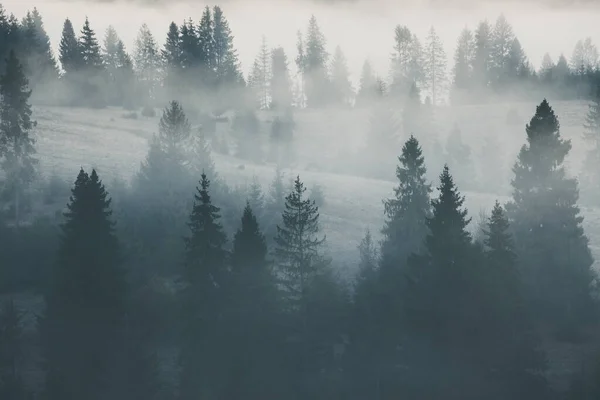 Dağ Çam Ormanlarını Kaplayan Sis Doğa Arkaplanı — Stok fotoğraf