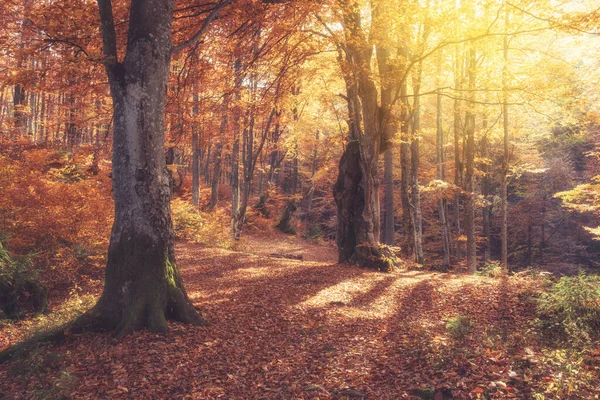 秋天森林里的日出 金碧辉煌的秋天自然景观 — 图库照片