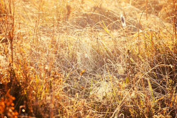 在夕阳西下的草地上的蜘蛛网 — 图库照片