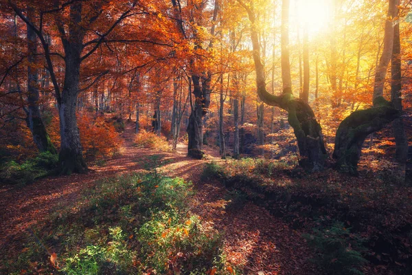 Sunrise Autumn Forest Bright Golden Fall Nature Landscape — Stock Photo, Image