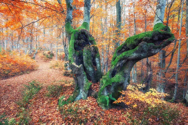 Nascer Sol Floresta Outono Brilhante Dourado Queda Natureza Paisagem — Fotografia de Stock