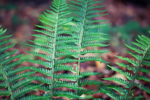 Fern Lesie Jesienią Żółte Jasne Nasycone Kolorami Gałęzie Paproci Lesie — Zdjęcie stockowe